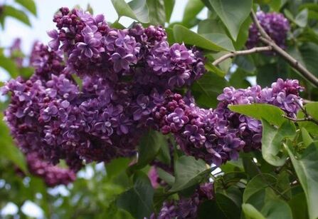 Сирень обыкновенная Violetta, 20-40/40-60, C3