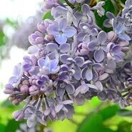 Сирень обыкновенная Ладога, 20-40, C3