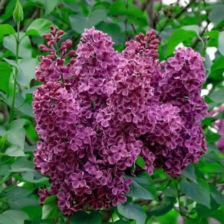 Сирень обыкновенная Огни Донбасса, 40-60, C3