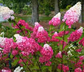 Гортензия метельчатая Fraise Melba, 60-80, Sol