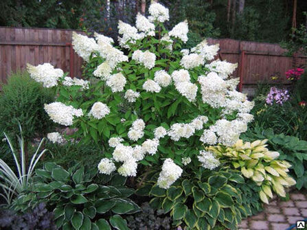 Гортензия метельчатая Grandiflora