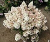 Гортензия метельчатая Grandiflora, 30-50, C3