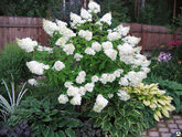 Гортензия метельчатая Grandiflora, 60-80
