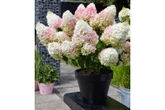 Гортензия метельчатая Little Fresco (Fraise), C3