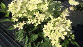 Гортензия метельчатая Pastel Green, 100-125, C25