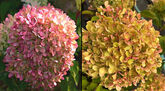 Гортензия метельчатая Perle de Festival, C7,5