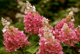 Гортензия метельчатая Pinky Winky, 40-60, C3