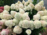 Гортензия метельчатая Summer Snow, St, C7,5