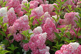 Гортензия метельчатая Vanilla Fraise, 80-100, Sol