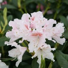 Рододендрон Catawbiense Cunninghams White