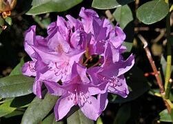 Рододендрон Catawbiense Boursault