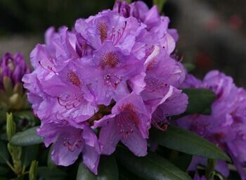 Рододендрон Catawbiense Grandiflorum