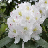 Рододендрон гибридный Cunninghams White
