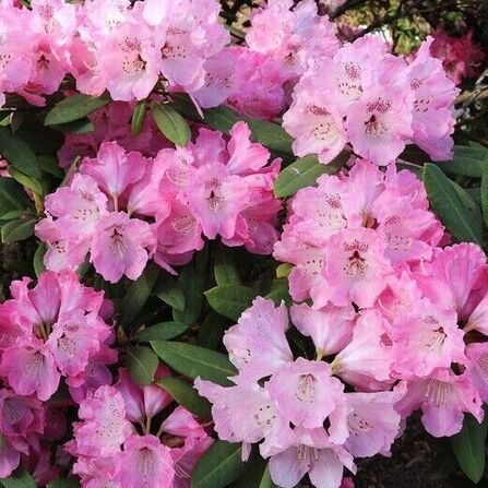 Рододендрон гибридный Pink Lady