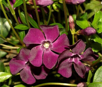 Барвинок Atropurpurea, C3