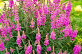 Дербенник Morden Pink, C3
