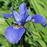 Ирис сибирский Blue King, C3
