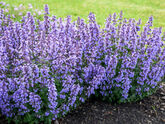 Котовник Фассени Blue Wonder, C3