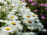 Нивяник Crazy Daisy, C3