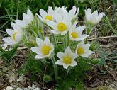 Прострел обыкновенный Pinwheel White, C3