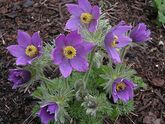 Прострел обыкновенный Pinwheel Blue Violet Shades, C3