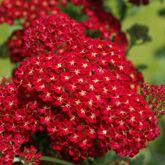 Тысячелистник Red Velvet, C3