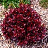 Барбарис Тунберга Atropurpurea, 20-40, C3