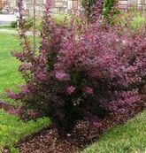 Барбарис Тунберга Atropurpurea, 80-100