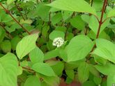 Дерен белый Sibirica, 30-40, C3