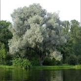Ива белая серебристая, C15