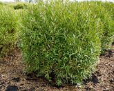 Ива ломкая шаровидная, 250+