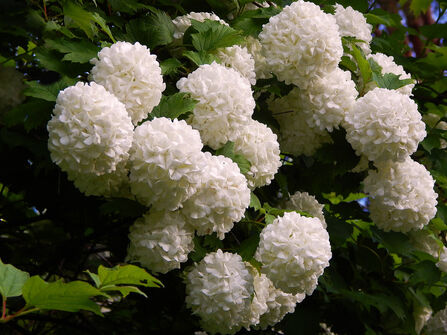 Калина