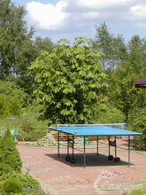 Каштан конский, 20-30