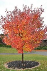 Клен красный October Glory, 100-125
