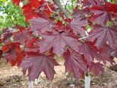 Клен остролистный Royal Red, 200-250