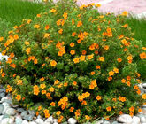 Лапчатка кустарниковая Hopley`s Orange, С3