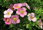 Лапчатка кустарниковая Pink Beauty, С3