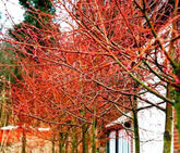 Липа мелколистная Winter Orange, 8/10, С15