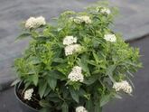 Спирея японская Albiflora, 15-30, C3