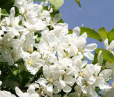 Яблоня декоративная, 400-450