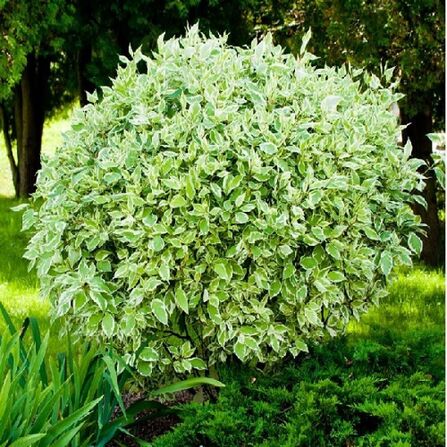 Дерен белый Ivory Hallo, шар