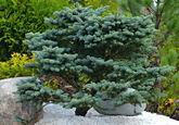 Ель колючая Glauca Globosa, 100-125, Sol