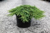 Можжевельник обыкновенный Green Carpet, 30-40, C5