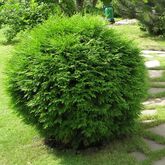 Туя западная Globosa, 80-100