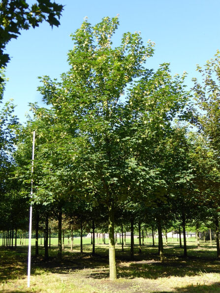 Клен