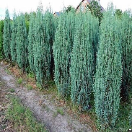 Можжевельник скальный