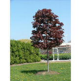 Клен остролистный Royal Red, 14/16, Sol